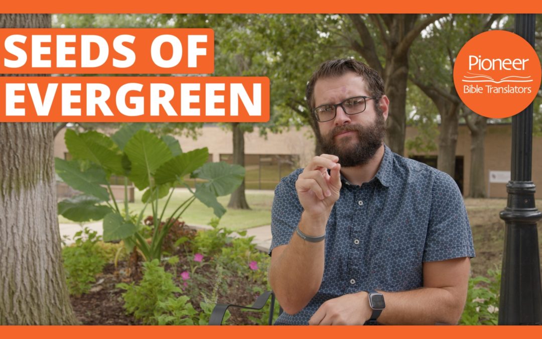 Seeds of Evergreen